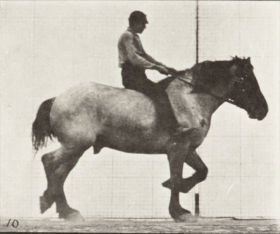 Plate 597 'Hansel' trotting, bareback — figure reference